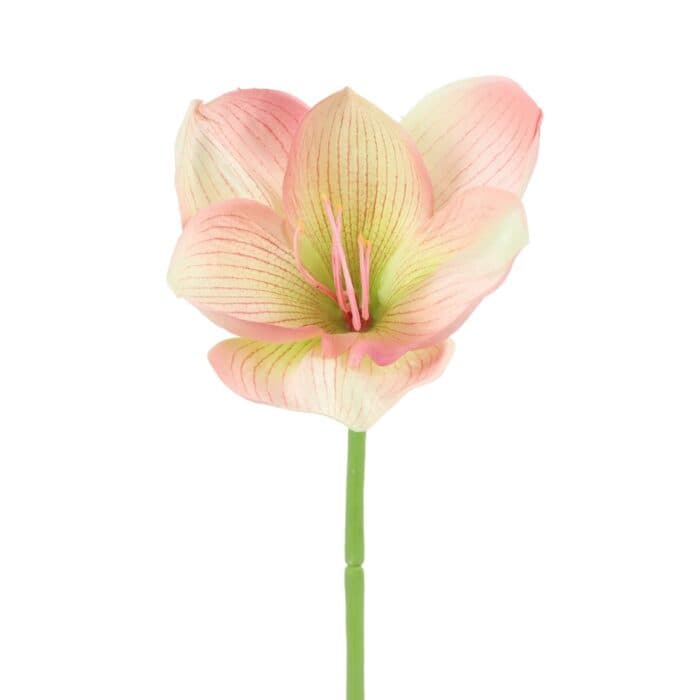 TIGE AMARYLLIS 43 CM - ROSE - Image 2