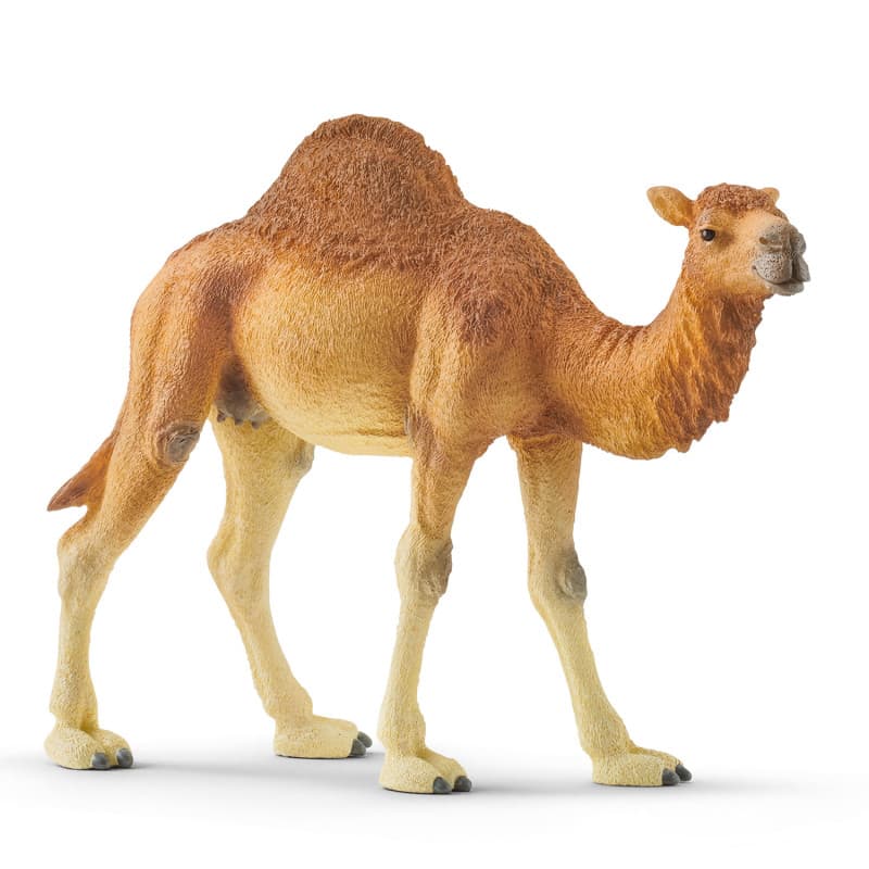 schleich WILD LIFE Dromadaire - Image 1