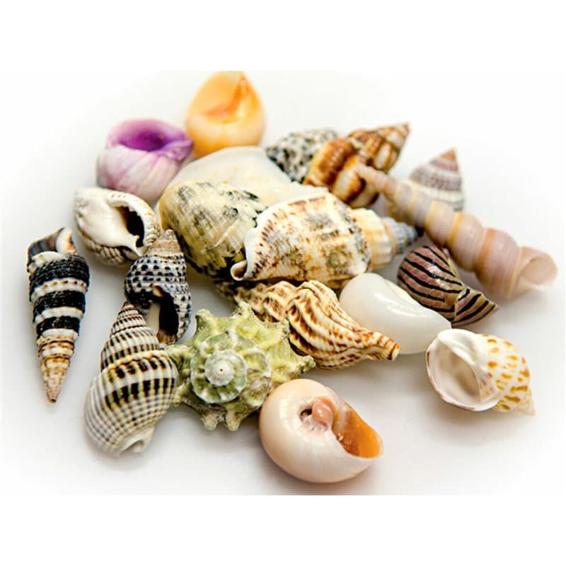 Coquillages Akvastabil Sea - Image 1