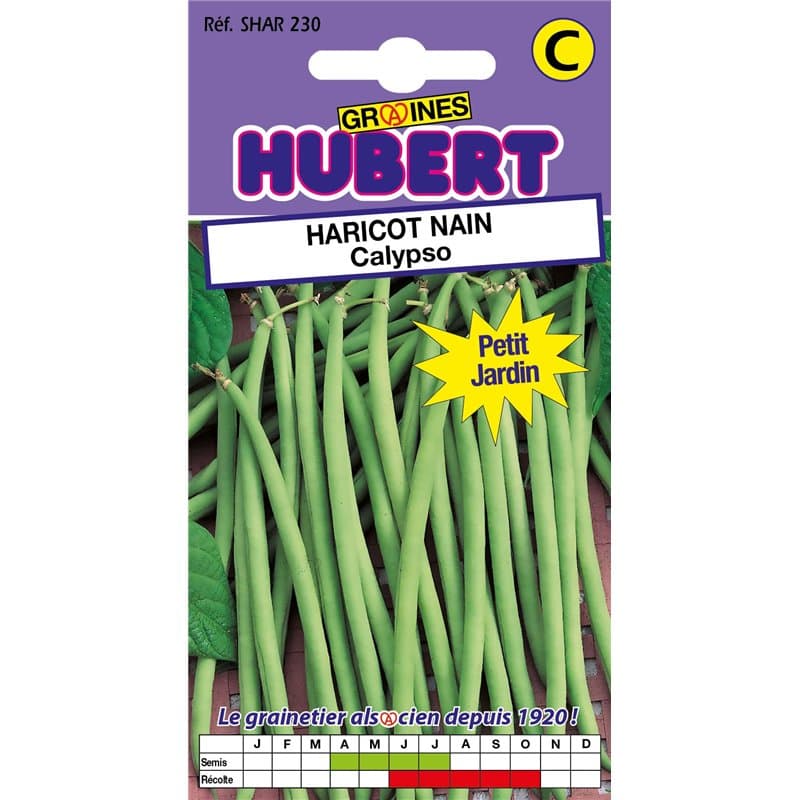 50 Graines de Haricot nain Calypso - Format Petit Jardin - Image 1