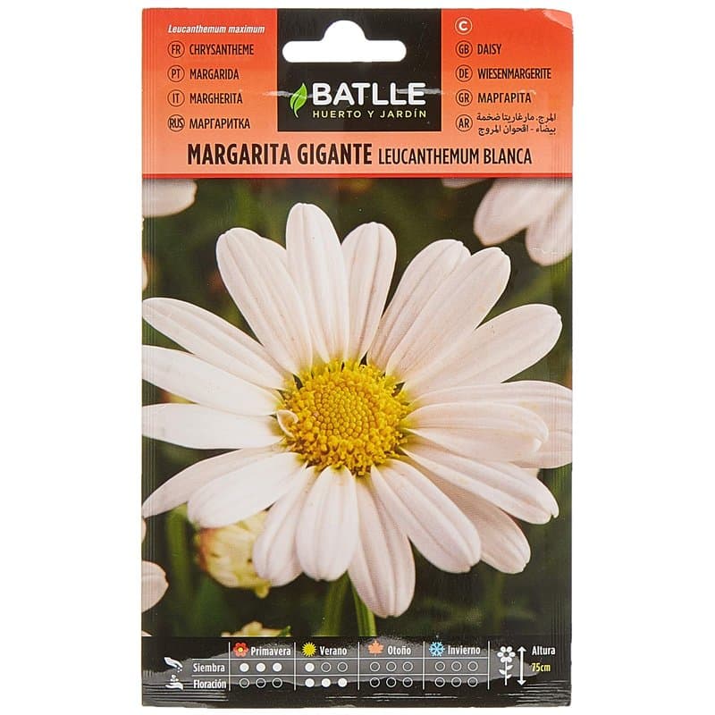 Marguerite Blanche LEUCANTENUM - Image 1