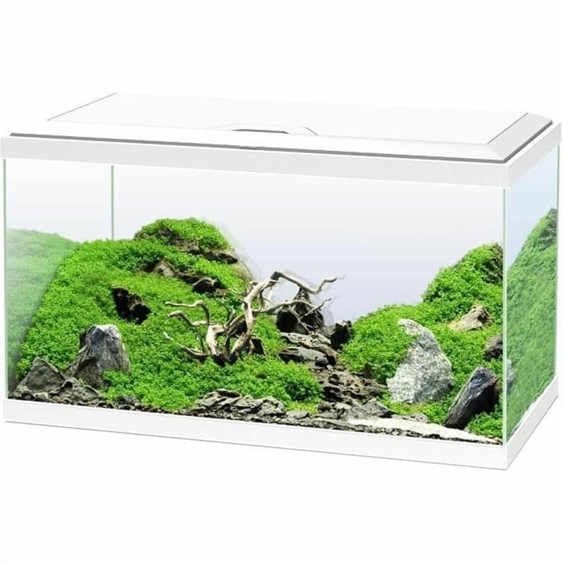 Verseau Ciano - Image 1