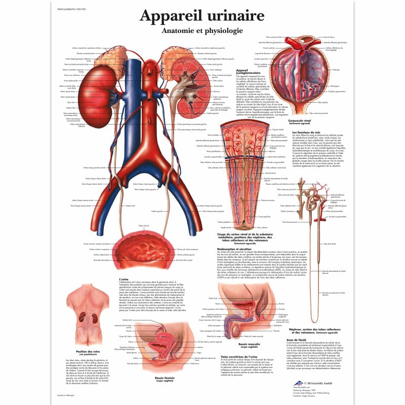 Poster Laminé du Système Urinaire Humain - 3B Scientific - Image 1