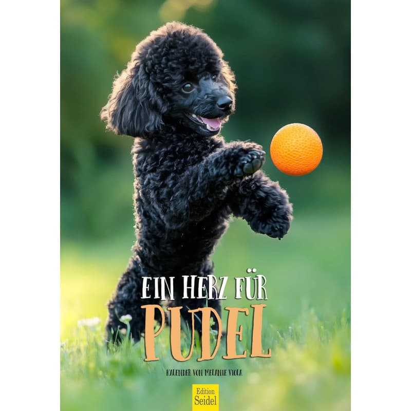 Calendrier mural caniche 2026 - Edition Seidel A3 - Image 1