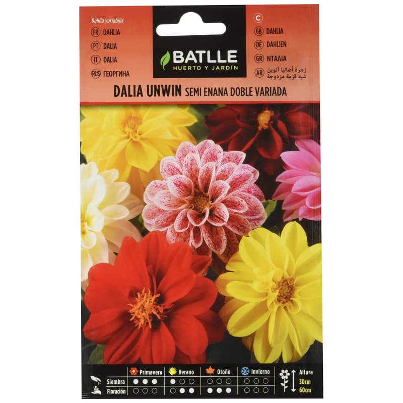Dahlia Unwin Semences - Fleurs Parfumées et Attirantes - Image 1