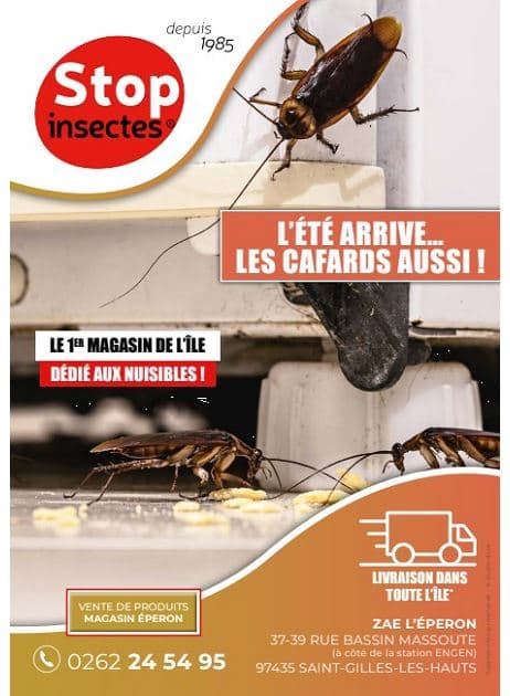 L'ÉTÉ ARRIVE... LES CAFARDS AUSSI !
