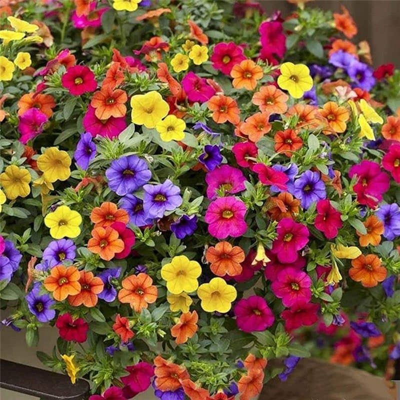 FStening 200 Pièces Mélanger Des Graines De Pétunia Vivaces Pour La Plantation En Serre Toute L'année Floraison Aromatique Décor