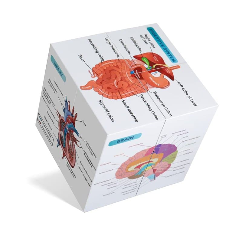 Ensemble d'affiches anatomiques humaines,Cube d'étude d'anatomie,Outil d'apprentissage en médecine,9 parties,Cœur,Musculaire, sq