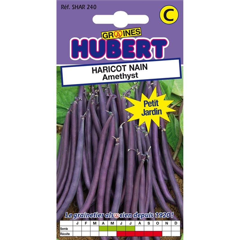 50 Graines de Haricot nain Amethyst - Format Petit Jardin