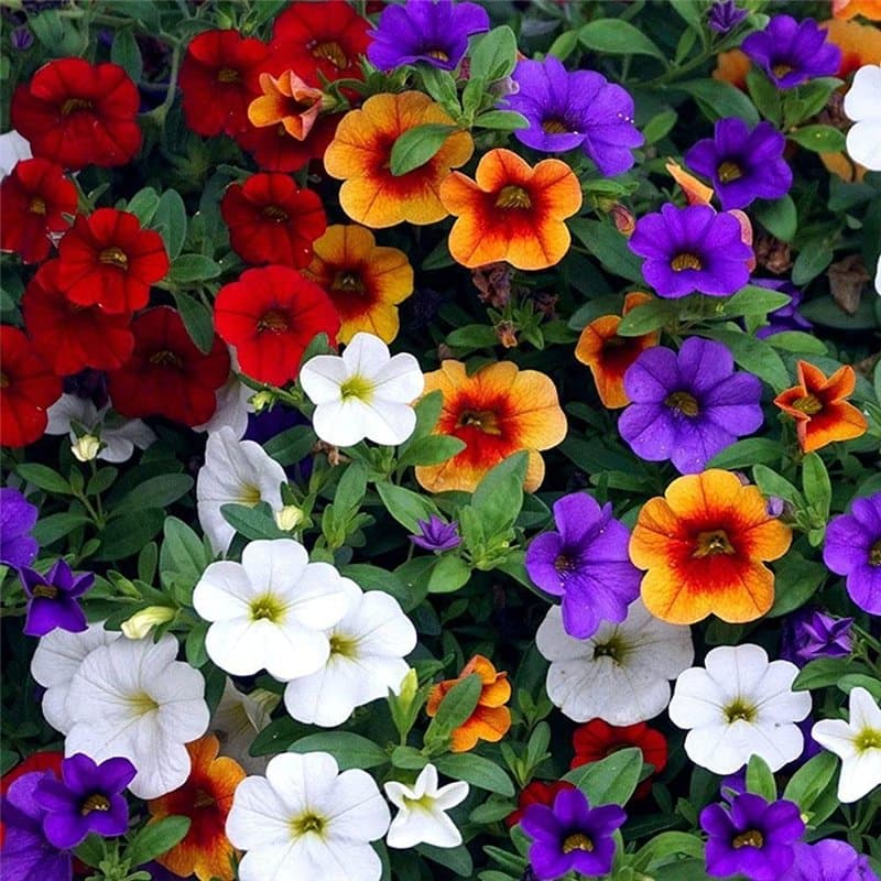 LNuyoah 200Pièces graines de pétunia mélangées exotiques vivaces fleur ornementale fleurs colorées décorer la cour du jardin cré