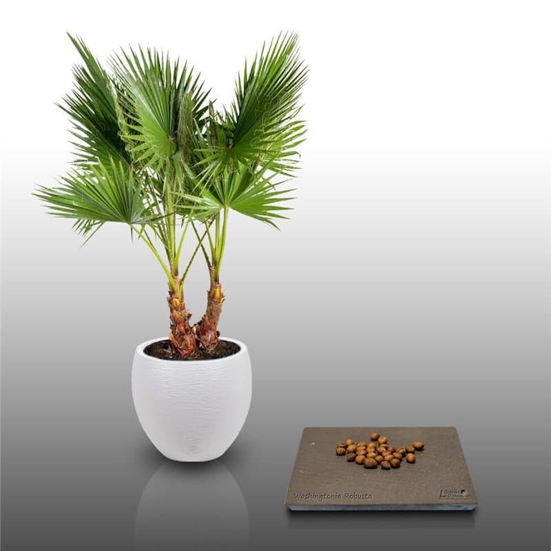 25 graines à semer - Le Grenier d'Abondance - WASHINGTONIA ROBUSTA - Palmier résistant