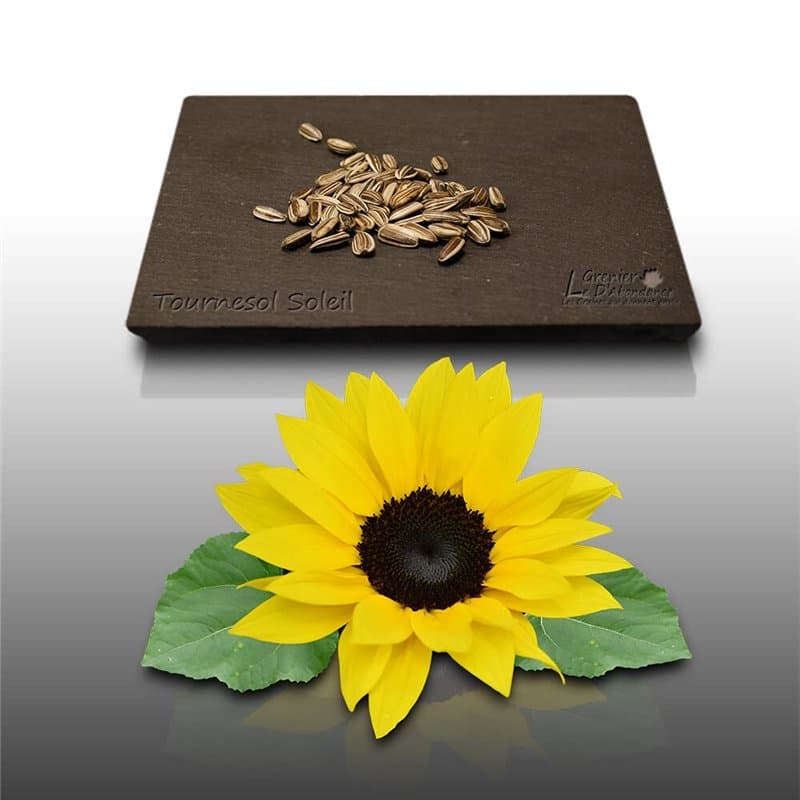 50 graines Fleurs à semer - Le Grenier d'Abondance - TOURNESOL Soleil - haie végétale - Helianthus annuus