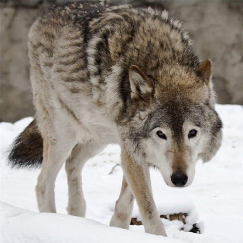 Wolf-Carte de v?ux-bruit avec son ambiphonique Animal joue lorsque vous ouvrez la carte Vierge à l'intérieur, idéal pour de nomb