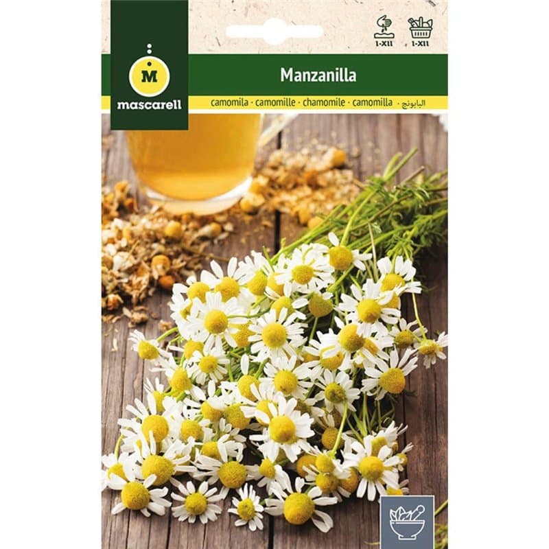 Mascarell Graines, camomille, graines d'herbes aromatiques à planter, créez votre propre potager à la maison, 1 g