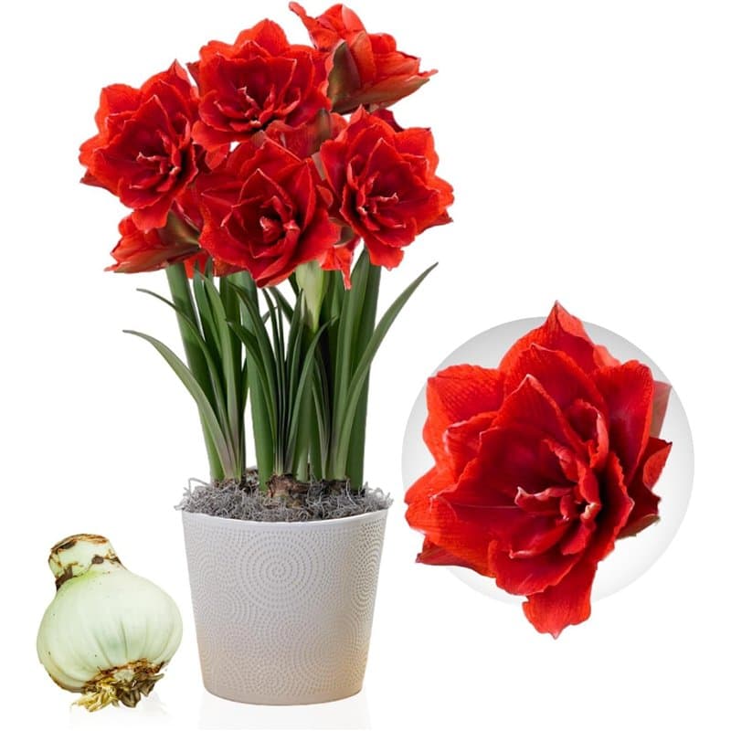 Amaryllis Cherry Nymph bulbe, 1 pièce grand format 26/30, Exclusif, bulbes, plantes et fleurs de Hollande, Véritables Hippeastru