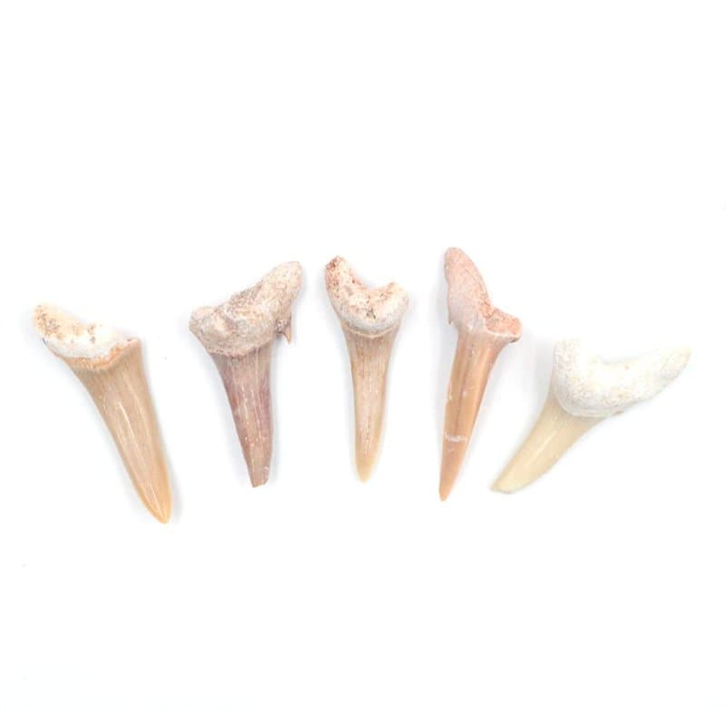 ANCLLO Lot de 5 spécimens naturels de dents de requin fossiles pour l'éducation et la décoration de la maison