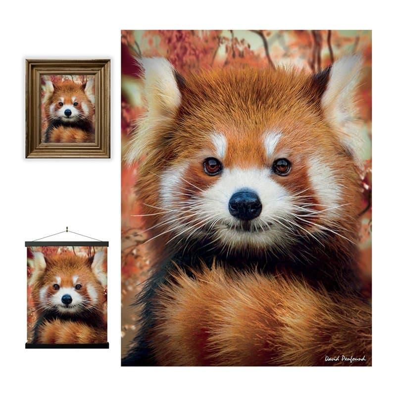 3D LiveLife Affiche Murales Lenticulaires Bébé Panda Roux de Deluxebase. Poster de Lapin 3D sans Cadre. Décoration Murale Parfai