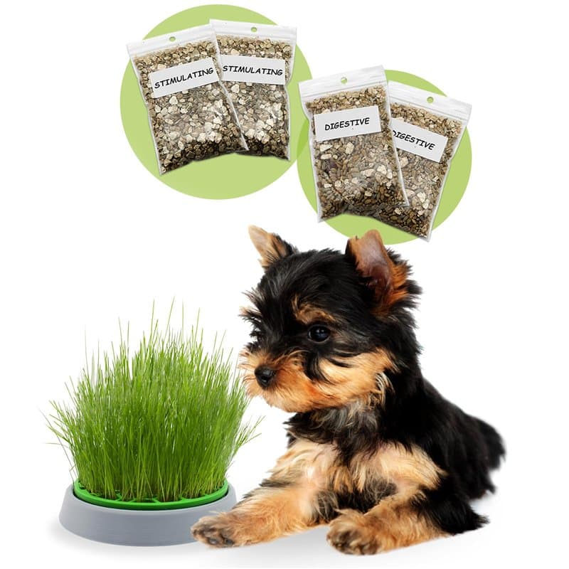 R&R SHOP - Kit Herbe pour Chien Double Graines - Pot de Germination, 2 Types d'herbe pour Chien, Stimulante et Digestive, 4 Sach