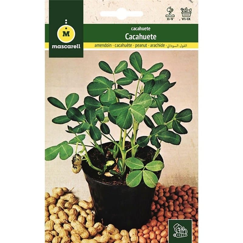 Mascarell - Graines d'arachide à planter, créez votre propre potager urbain et culture à la maison, plantes horticoles, hauteur