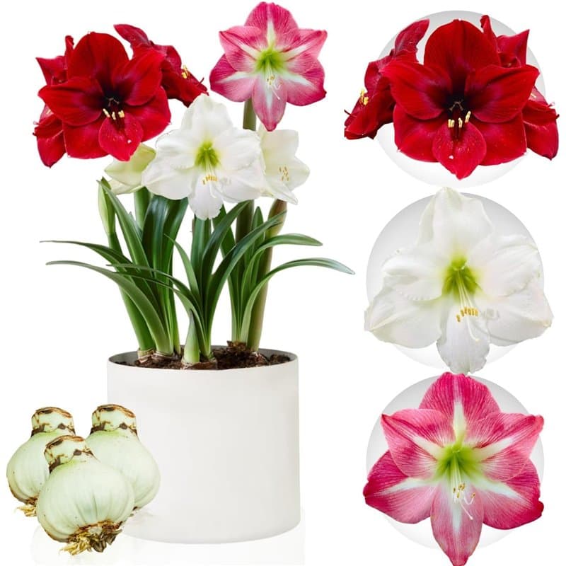 Collection de bulbes d'Amaryllis, 3 bulbes de fleurs en grand format 26/28, mélange exclusif de plantes et fleurs de Hollande, v