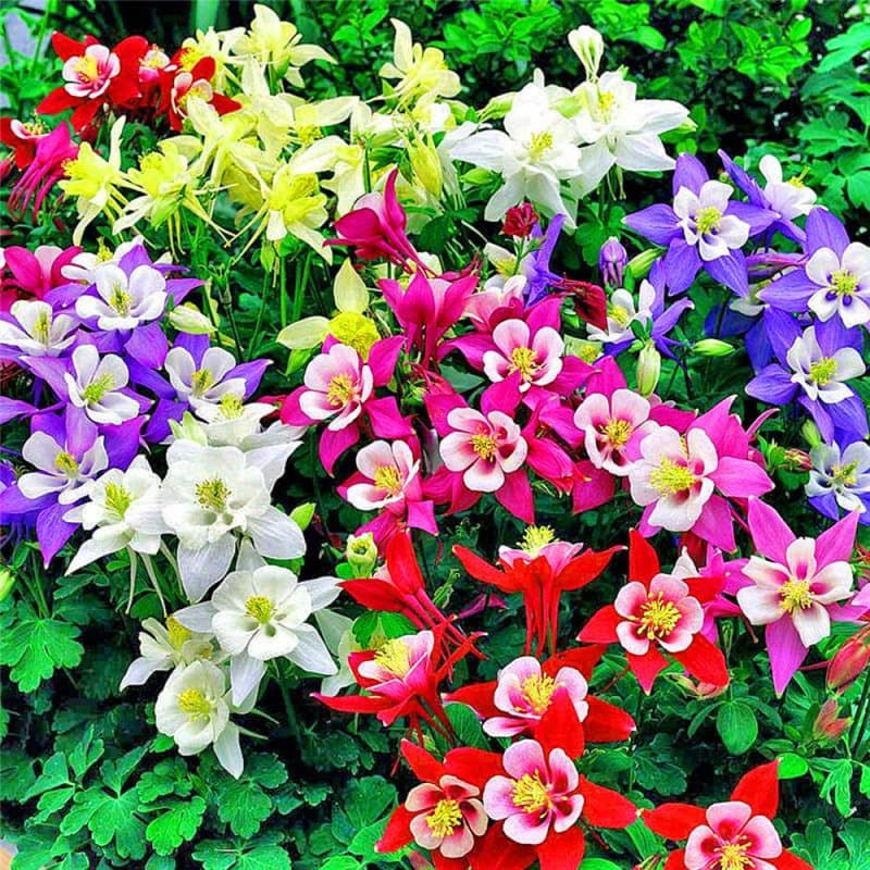 Eastbride Graines de rares,100 graines de ancolie à Double Fleur à Grande Fleur, graines de Fleurs de Jardin en Plein air vivace