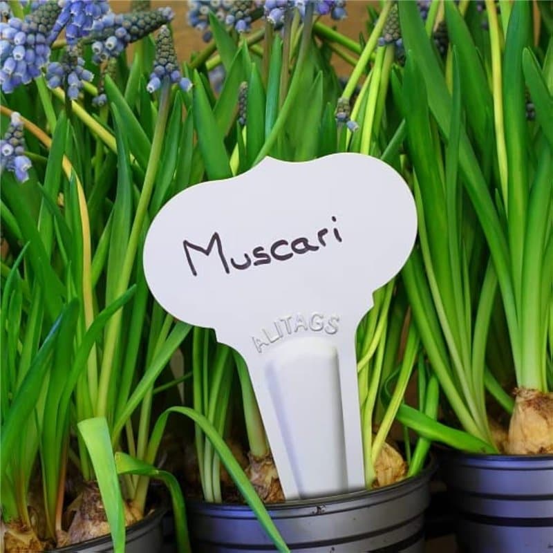 25 Étiquettes pour Plantes en Aluminium à planter - Forme Ogée 10x6cm, Alu