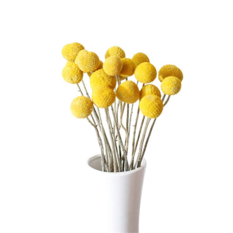Lot de 30 tiges de fleurs séchées naturelles Craspedia de 2,5 à 4 cm de diamètre - Boutons jaunes - Bouquet de fleurs séchées na