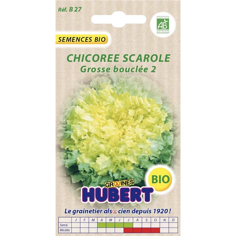 Graines de Chicorée Scarole Grosse Bouclée 2 BIO - 2 grammes