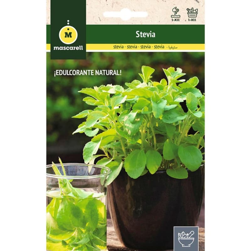 Mascarell STEVIA Graines d'herbes aromatiques à planter, créez votre propre potager à la maison, 10-15 SEM