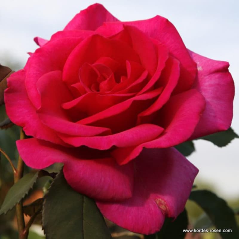 2 x Rosier - Rosa 'Parole' en pot 25-30 cm - Parfums puissants et floraison époustouflante