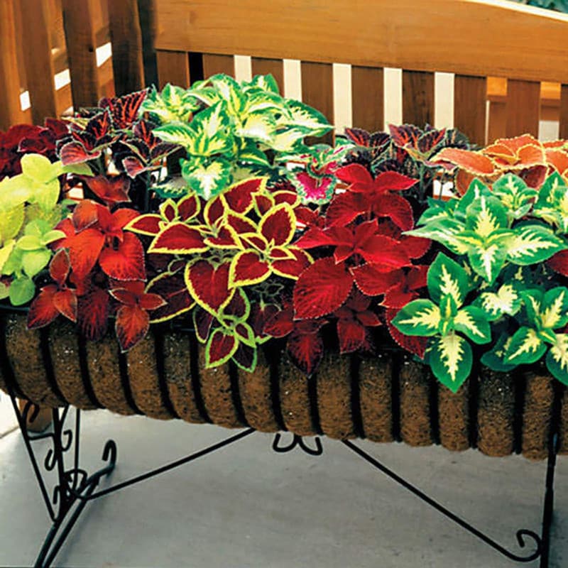 Oce180anYLVUK Graines De Coleus, 200 Pcs/Sac Graines De Coleus Vivaces Productives Solenostemon Scutellarioides Graines De Coule