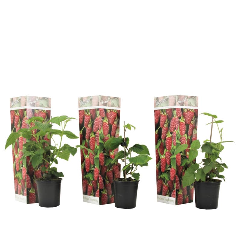 Plant in a Box - Rubus 'Baie de Tay' - Set de 3 - Croisement entre la mûre et la framboise - Fruits rouge foncé - Plante de jard