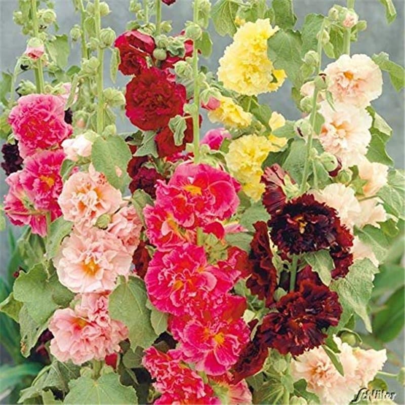 Soteer Seed House - Rose trémière 'Mélange' Assortiment de graines de fleurs vivaces Assortiment de roses trémières trémières (1