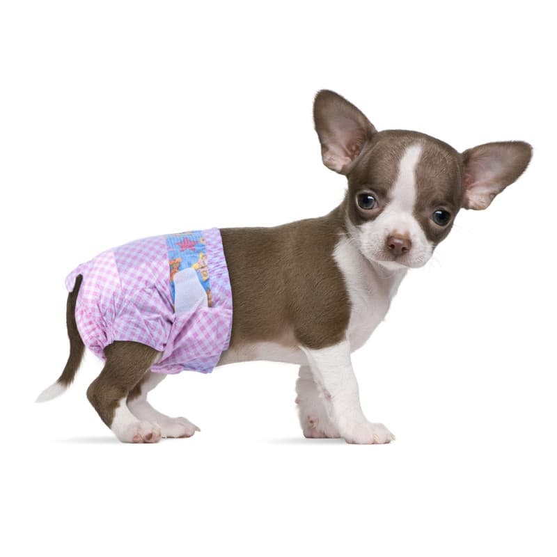 Flying Paws Lot de 20 couches jetables pour femelle, chiot avec taille élastique réglable pour ou chat en cas de chaleur, d'inco