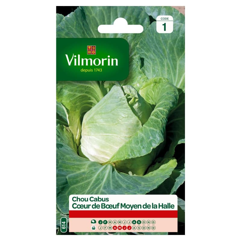 Chou Blanc Cœur de Bœuf Vilmorin - Semences Rustiques pour Récoltes Printanières