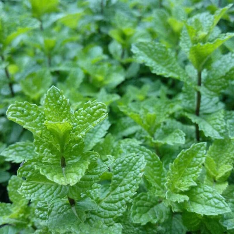 500 Graines de Menthe Verte pour Jardin - Idéal pour Pots et Cadeaux
