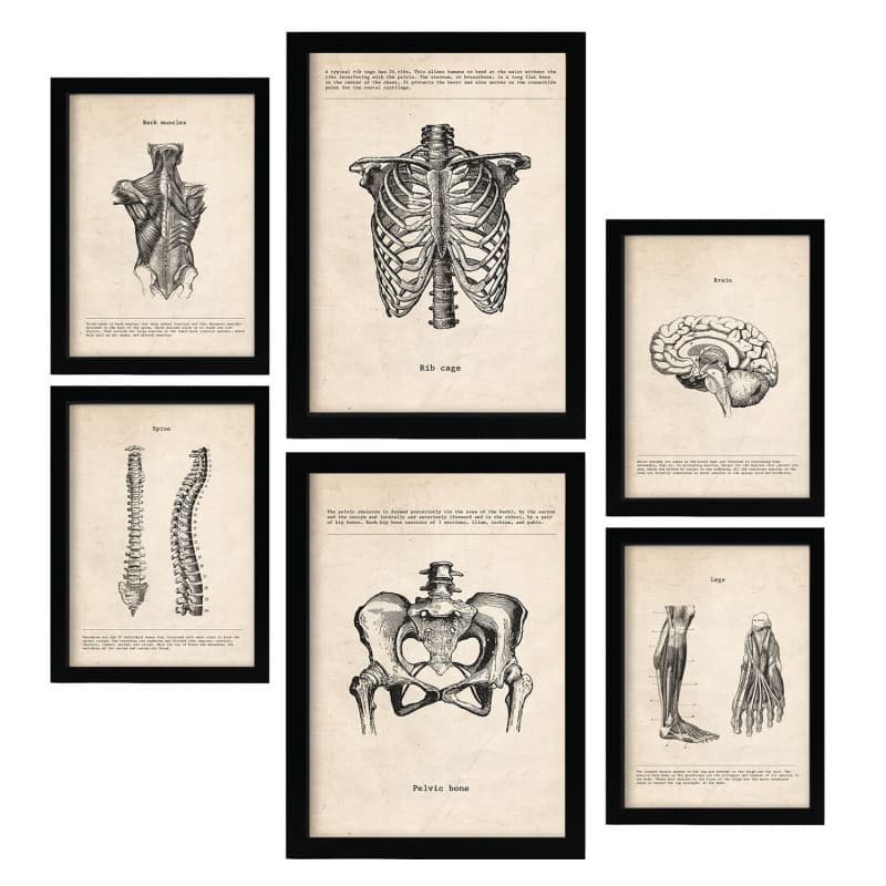 Affiche Vintage Anatomie La Tête aux Pieds - Décoration Murale Médicale