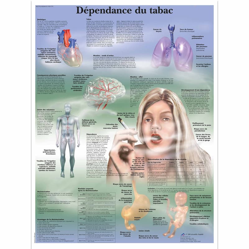 Modèle Anatomique 3B Scientific sur la Dépendance au Tabac