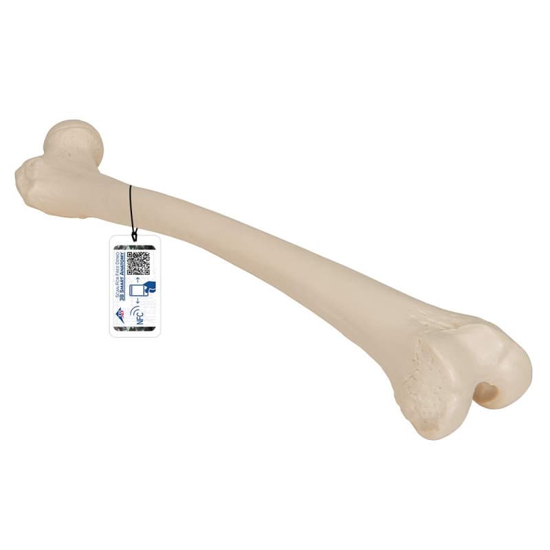 Modèle Anatomique Fémur Humain Taille Réelle avec Application Smart Anatomy