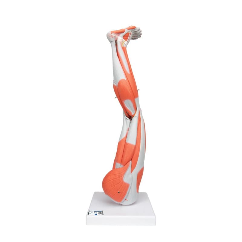 Modèle Anatomique de Jambe Humaine avec Muscles Amovibles et Application Smart Anatomy