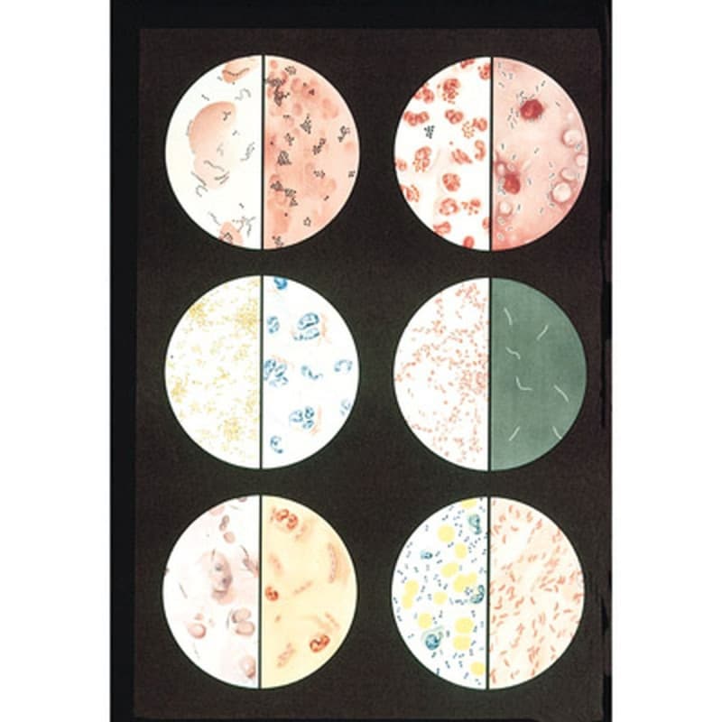 Planche Pédagogique Bactéries 3B Scientific - Modèle V2041M