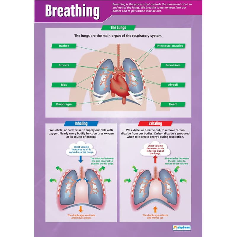 Affiche Scientifique sur la Respiration - A1 Multicolore pour Salle de Classe