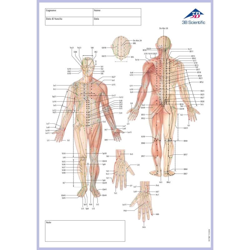 Bloc Note Multicolore des Méridiens Corporels - 50 Feuilles