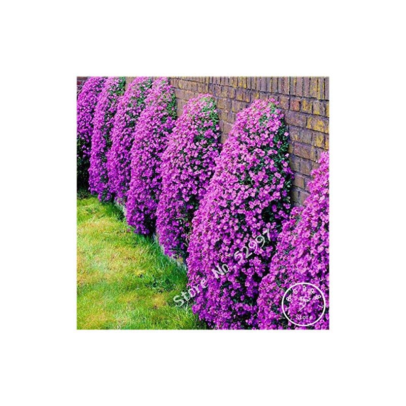200 Graines d'Aubrieta Cascade Purple - Fleur Couvre-Sol Vivace pour Jardin
