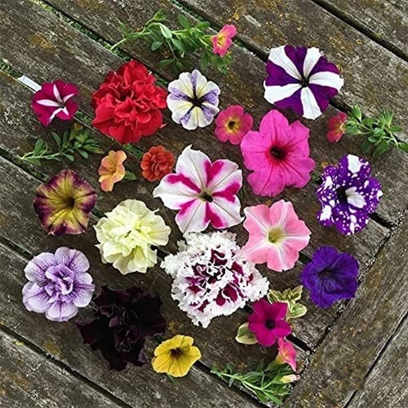 100 Graines de Pétunia Mélangées pour un Jardin Éclatant