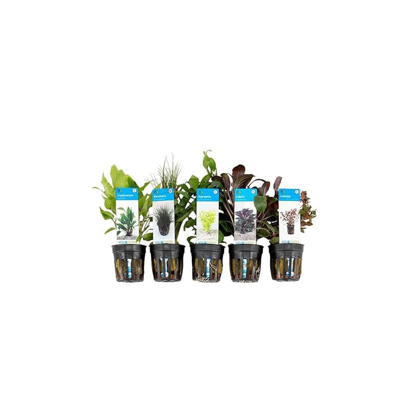 Bloomique - Set de 5 - Plantes d'aquarium véritables - Plantes aquatiques - Purifiantes - Oxygène - Ludwigia, Laîche aiguillon,