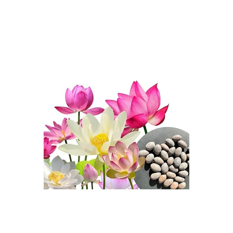 30 pcs. Premium graines de fleurs de lotus 3 couleurs Bonsai graines de lotus Nelumbo nucifera étang jardin plante aquatique