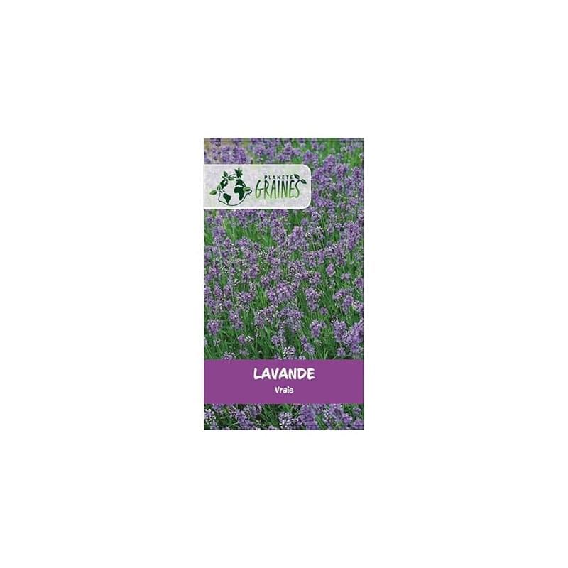 1000 Graines de lavande vraie - Lavandula - facile à cultiver