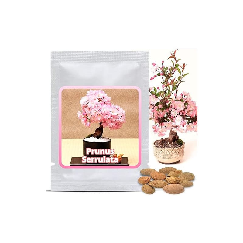 Graines de Cerisier du Japon (Prunus serrulata) 10 Pcs - Sakura Rose Arbre d'ornement rustique – Rêve floral pour jardin et Bons