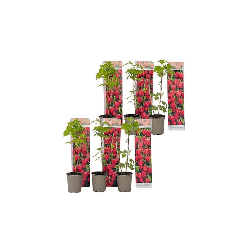 Plant in a Box - Rubus ideaus 'Autumn Bliss'' - Set de 6 - Framboisiers arbre fruitier à planter exterieur robuste - Pot 9cm - H